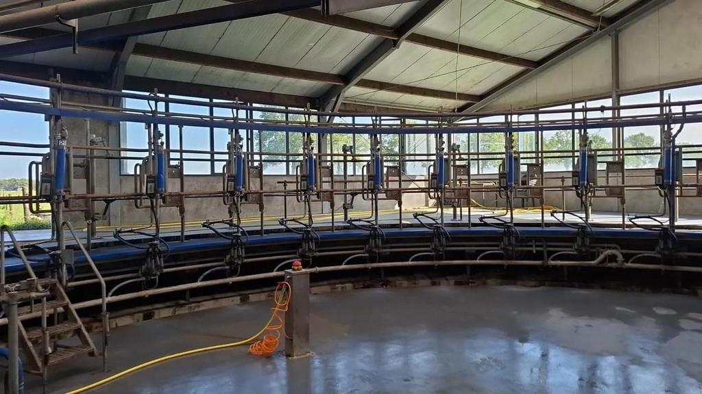 Delaval 36 stands cow inside rotary milking parlour
