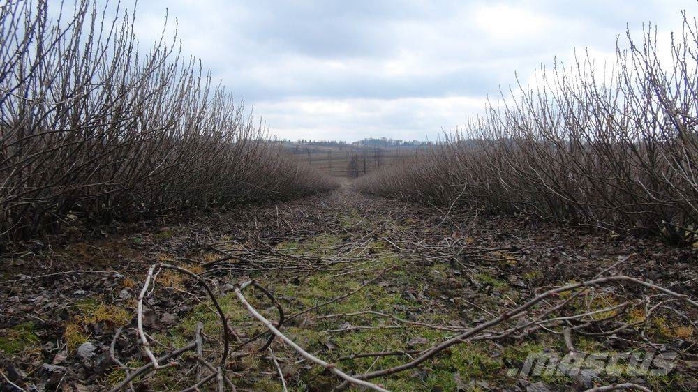 Weremczuk Podcinacz krzewów ROCH | Currant bush trimmer Beskärningsutrustning