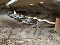 Vicon 628 R Falciacondizionatrici