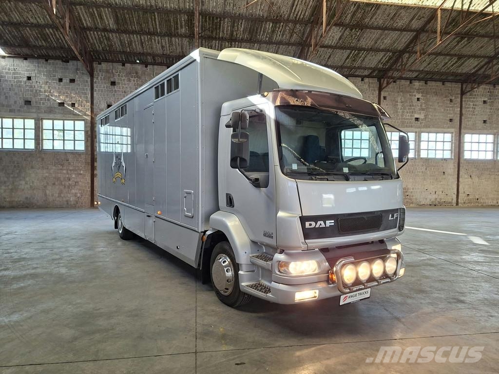 DAF LF 55 AE 55 LF-12 |VERVOER VOOR 5 PAARDEN | INGEBO Dyretransport