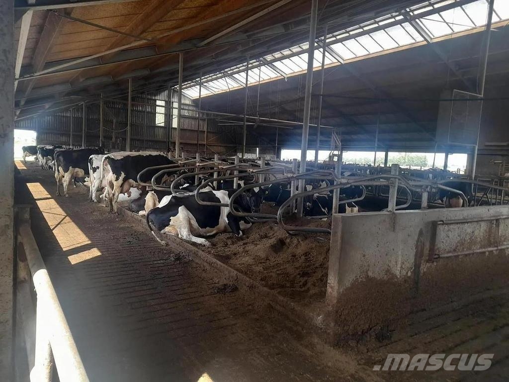  Complete barn including complete inventory for 120 ماكينات وملحقات مواش أخرى