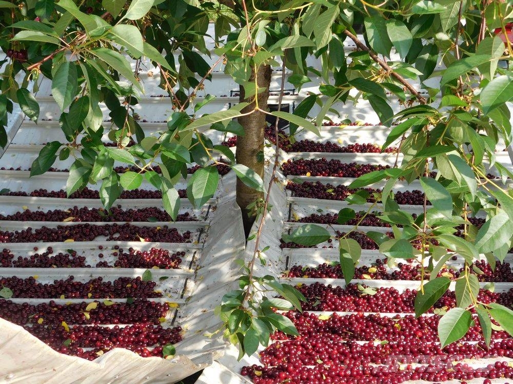 Weremczuk Otrząsarka do wiśni/jabłekMAJA / Cherry harvester Overige rooimachines
