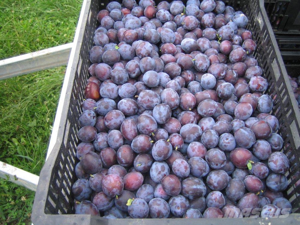 Weremczuk Otrząsarka do wiśni/jabłekMAJA / Cherry harvester Overige rooimachines
