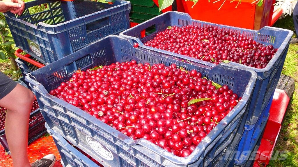 Weremczuk Otrząsarka do wiśni/jabłekMAJA / Cherry harvester Overige rooimachines