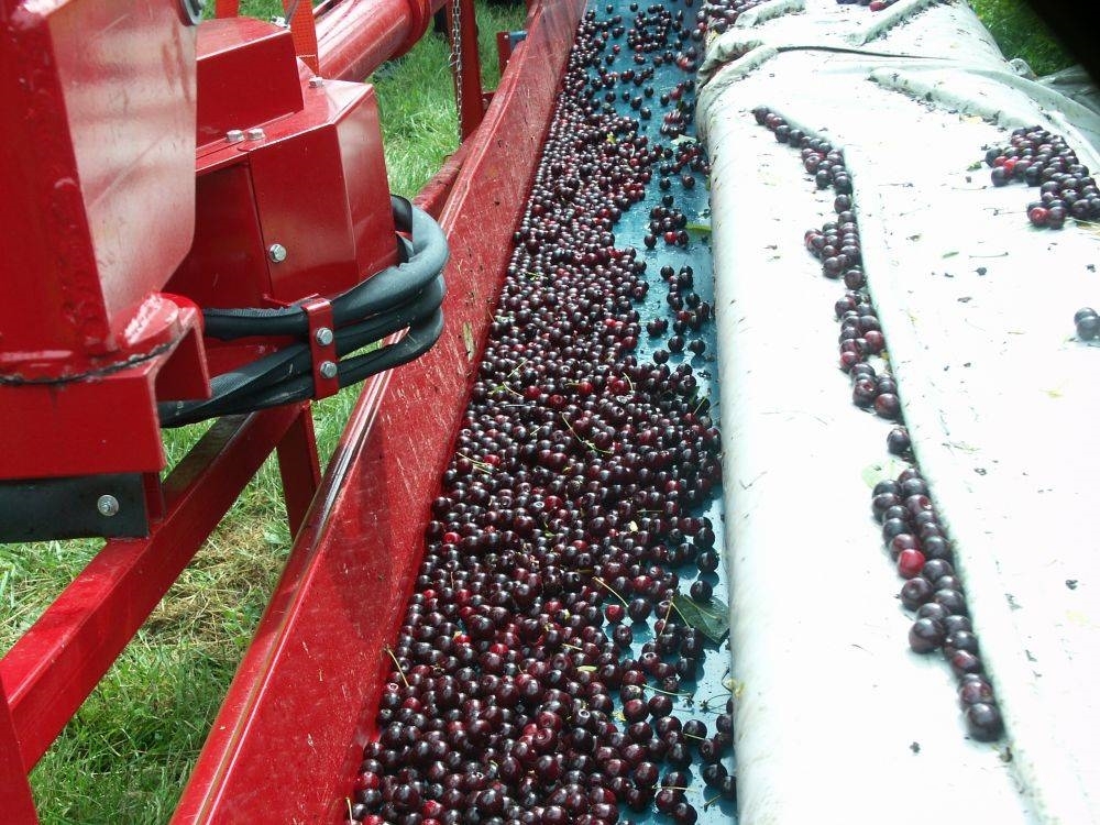 Weremczuk Otrząsarka do wiśni/jabłekMAJA / Cherry harvester Overige rooimachines
