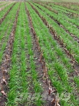 Gaspardo ***CropSeed*** Frøudstyr til radrenser معدات تنظيف الحبوب