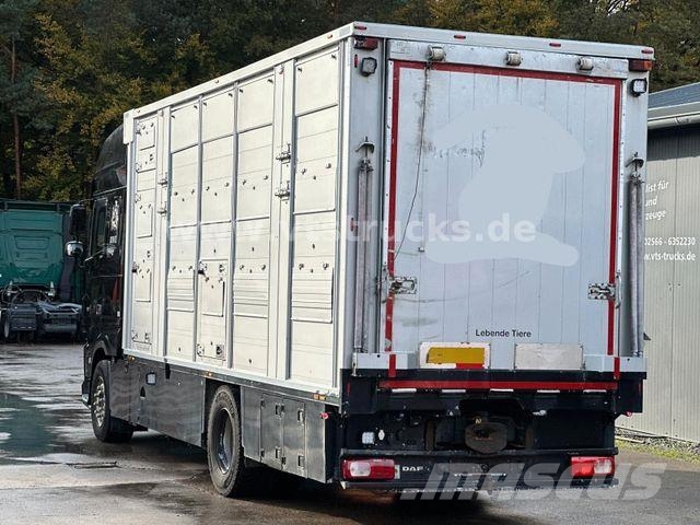 DAF XF 530 4x2 Finkl 2.Stock Viehaufbau 动物运输货车