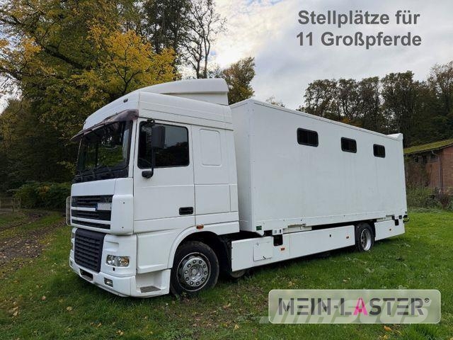 DAF XF 95 380 Pferdetransport 9 Pferde 2x Rampen Tiertransporter