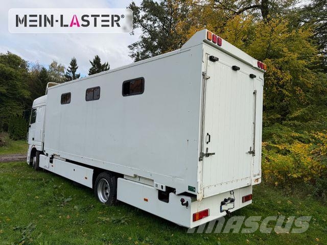 DAF XF 95 380 Pferdetransport 9 Pferde 2x Rampen Tiertransporter