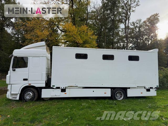 DAF XF 95 380 Pferdetransport 9 Pferde 2x Rampen Tiertransporter