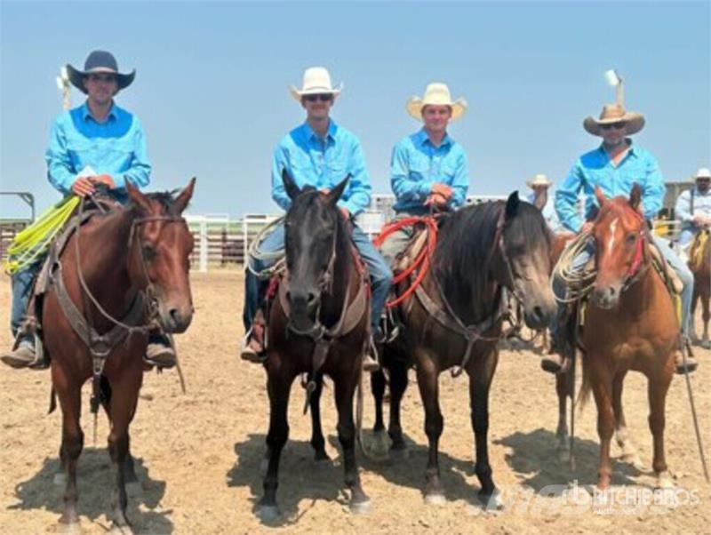Diamond C Land and Cattle ماكينات وملحقات مواش أخرى