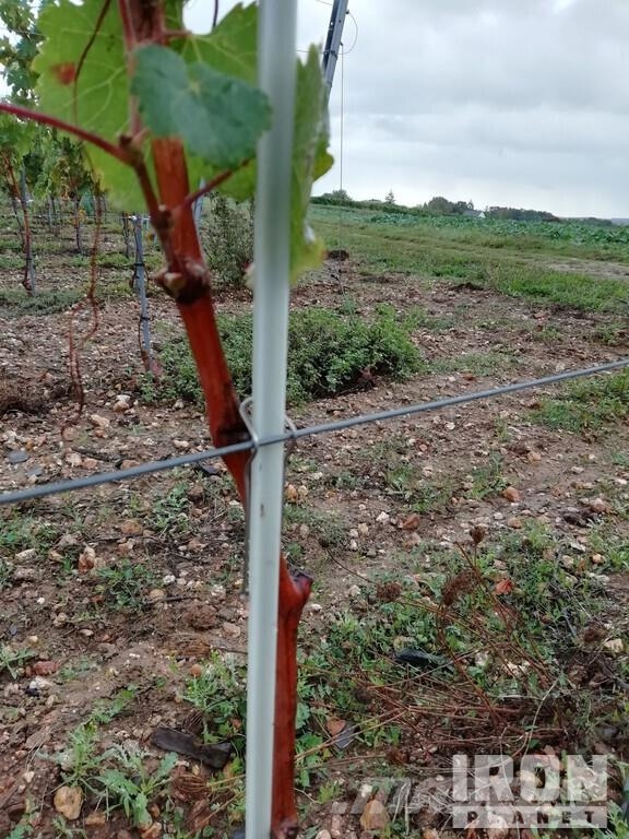 Quantity of (30000) Stakes 0.80m (green) ماكينات زراعية - غير ذلك
